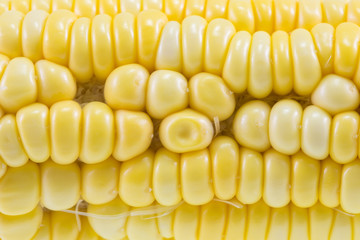 Yellow sweet corn on background