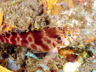 Sharp headed hawkfish