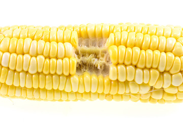 Isolated cooked bitten corncob