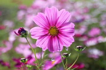 Obraz premium コスモスと滴