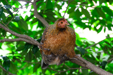 Red - Orange cockfight, Fighting chicken.