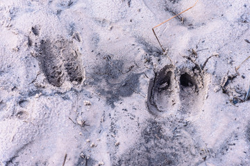 Deer tracks on forest sand in Phu Kradueng national park, Loei Thailand.