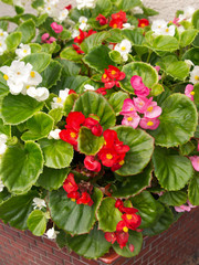 ベゴニアの花壇