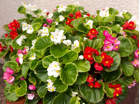 90 Best 秋海棠 Images Stock Photos Vectors Adobe Stock