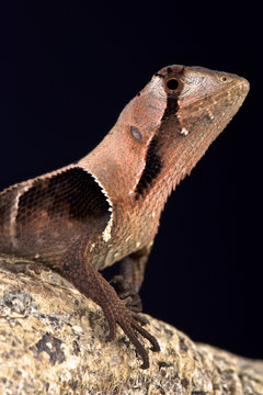 Western leaf lizard (Stenocercus fimbriatus)