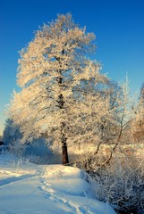 Winter morning. Moscow region, Russia