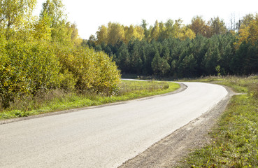 road in a forest