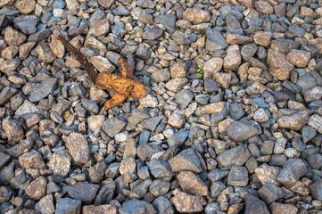 Metal on the rocky shore rust