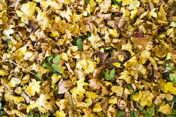 texture of yellow fallen leaves