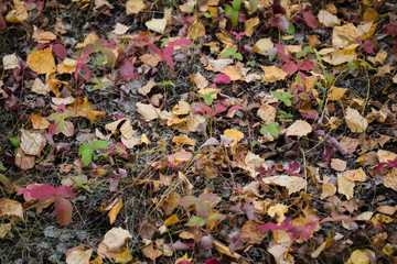 Autumn yellow leaves