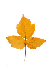 yellow autumn leaf