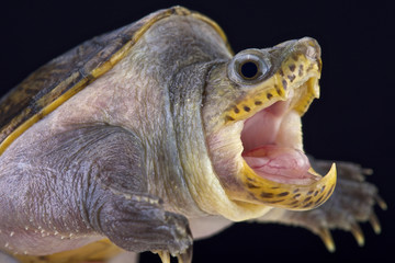 Fototapeta na wymiar narrow-bridged musk turtle (Claudius angustatus)