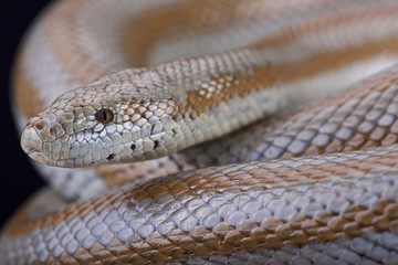 Fototapeta premium Mid-Baja rosy boa (Charina trivirgata saslowi)