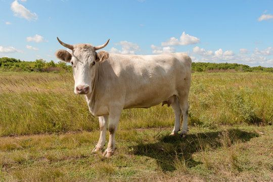 white cow