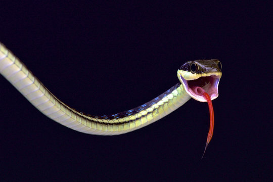 Painted bronzeback (Dendrelaphis pictus)