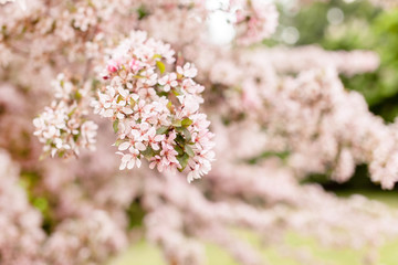 cherry blossom