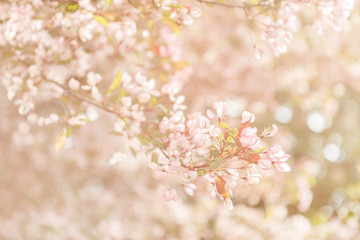 Fototapeta premium cherry blossom