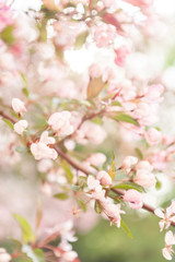 Obraz premium cherry blossom