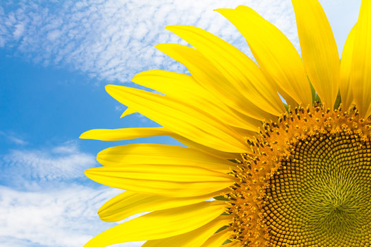 Close up sunflower and blue sky