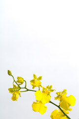 オンシジューム