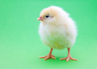Cute little chick on green background