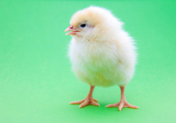 Cute little chick on green background