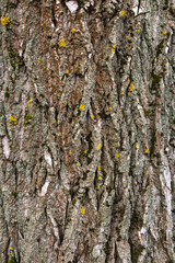 Wood bark background 