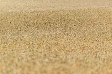 Fototapeta na wymiar Wheat Field (close-up shot)