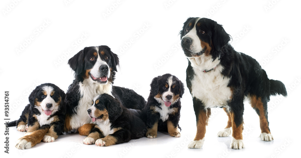 Wall mural puppies and adult bernese moutain dog