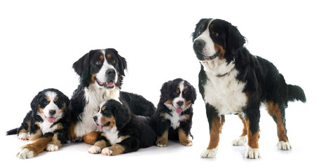 puppies and adult bernese moutain dog