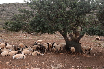 Obraz na płótnie Canvas Schafe unter einem Olivenbaum