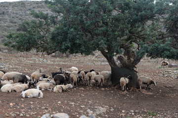 Obraz premium Schafe unter einem Olivenbaum