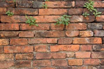 The old cracked wall of the abandoned ruins with small plant.