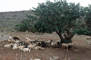 Schafe unter einem Olivenbaum