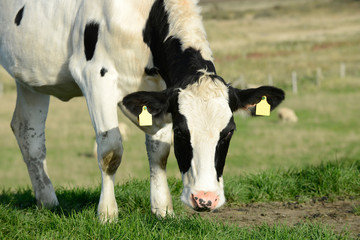 Rind steht auf der Weide