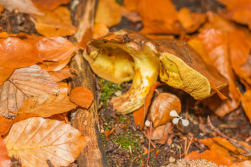 mushroom in the forest mountain in France