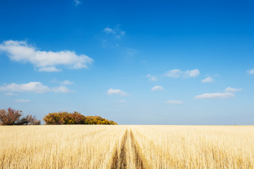 Beautiful autumn landscape with yellow field and blue sky.