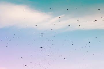 A flock of migratory birds in the blue sky