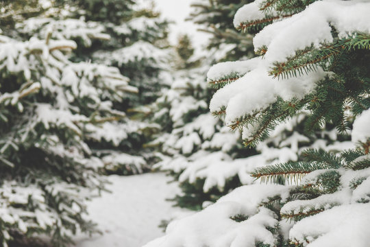 Fir branches