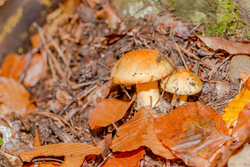 mushroom in the forest mountain in France