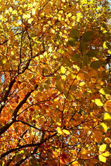 Autumn Abstract Foliage Background
