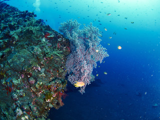 fish and coral