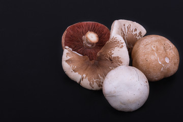eatable mushrooms on a black background. lepiote mamelonnee end agaricus campestris