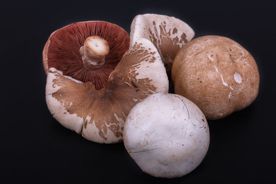 eatable mushrooms on a black background. lepiote mamelonnee end agaricus campestris