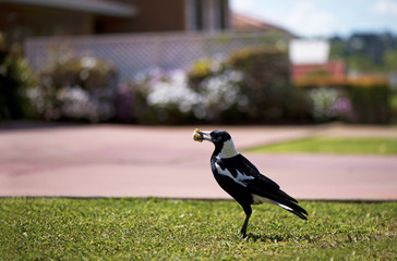 Magpie in garden
