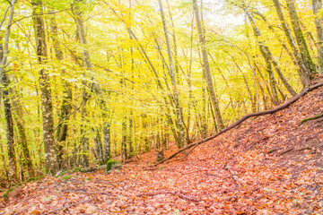 Fall mountain forest cloudy