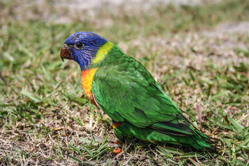 Baby rainbow lorikeet with dark beak and small tail feathers, first day out of nest. Australian native parrot.