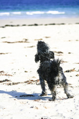 Small dark dog barking at ocean and sky on a white sandy beach with shadow and seaweed