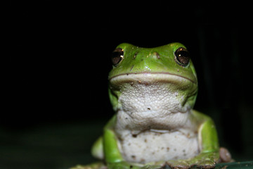 Front on view of green tree frog at night showing its white belly.
