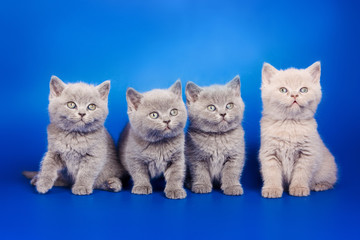 Fototapeta na wymiar Four gray kitten British sit on a blue background